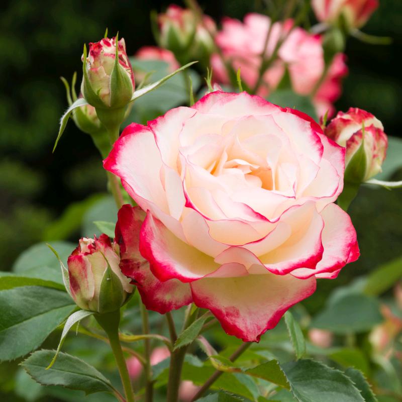 ༊ღ᭄半亩花田꧔ꦿ᭄