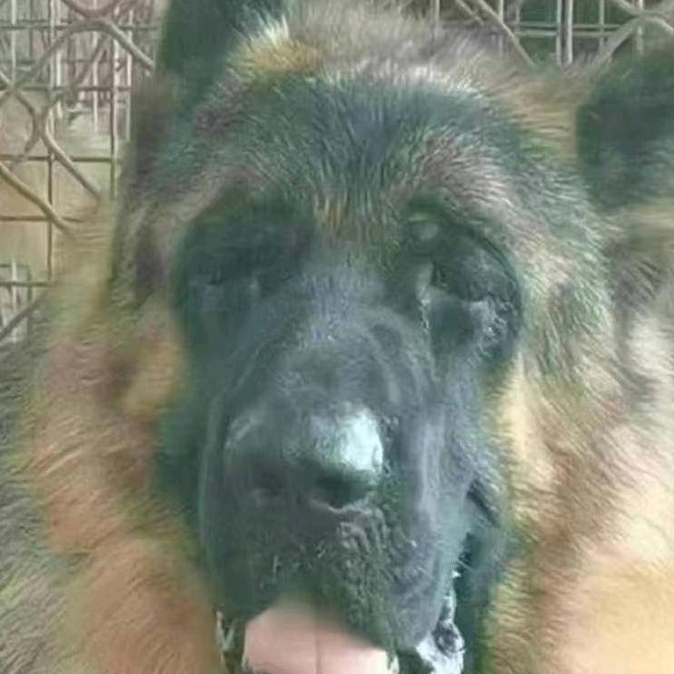 齐齐哈尔市天福犬业养殖繁育基地