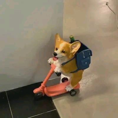 joker猫(三角洲行动)