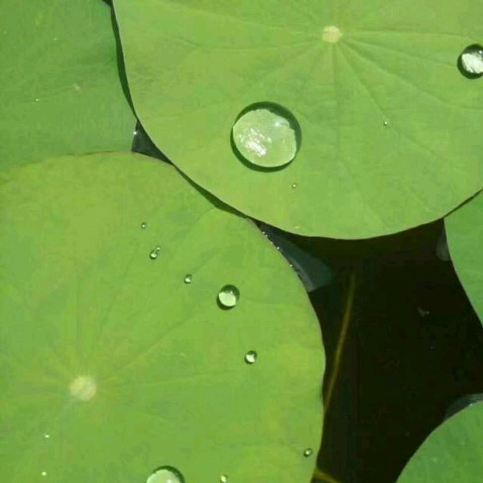 馨公子