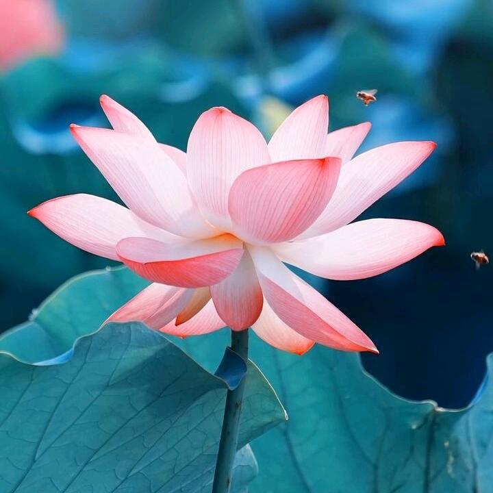 同心