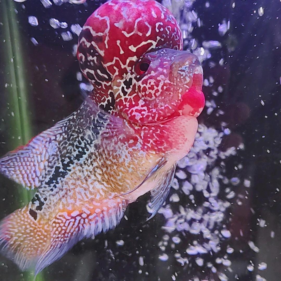 锦幻罗汉