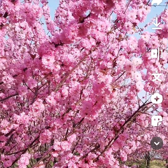 平平安安🌸韩韩