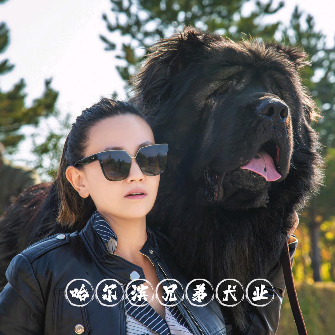 高加索（哈尔滨兄弟犬业）