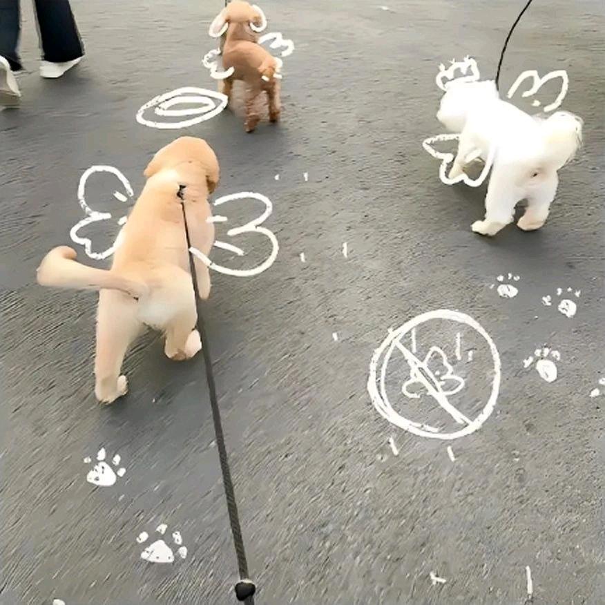 捞起噗通进许愿池和小鱼一起吐泡泡的垂耳兔