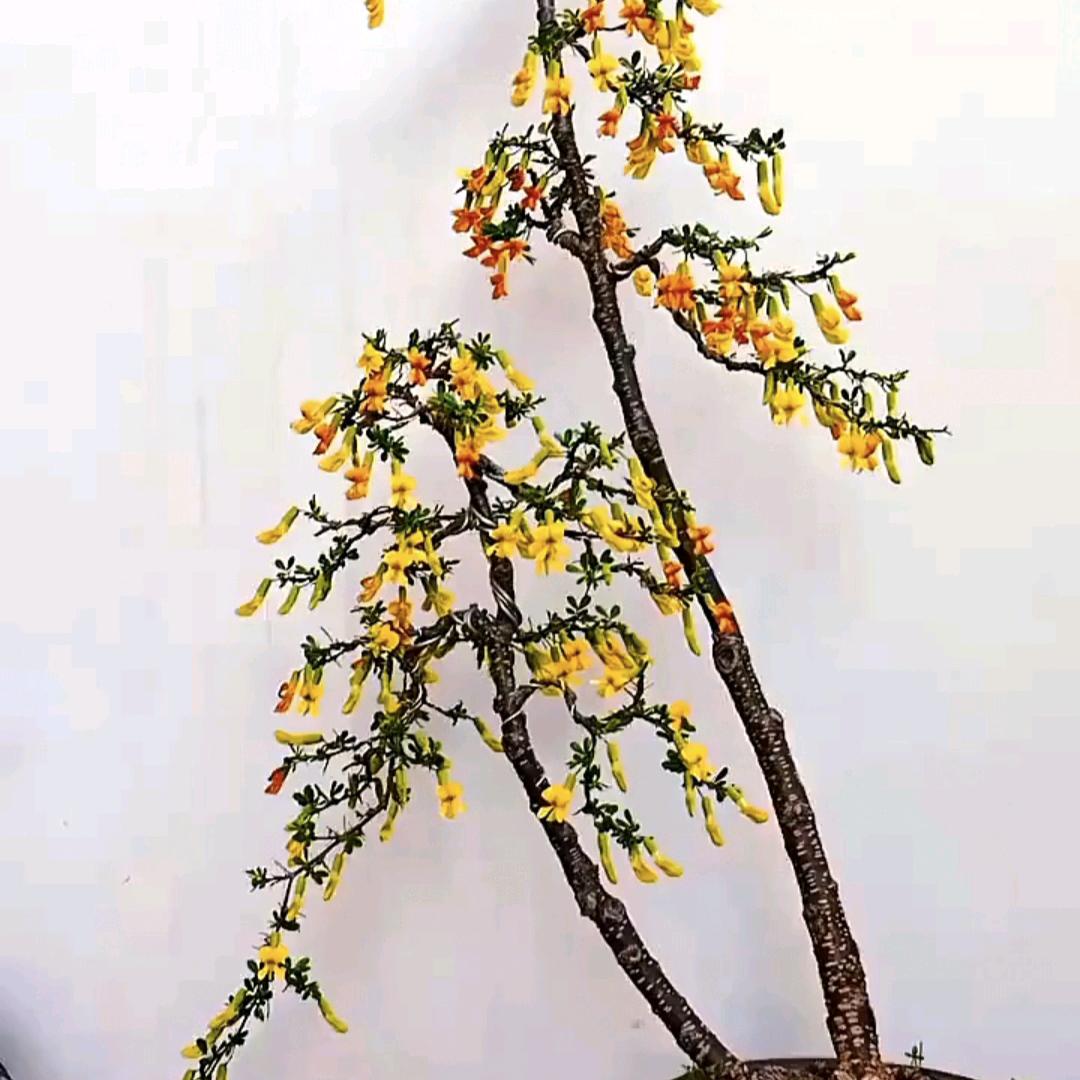盆景养生