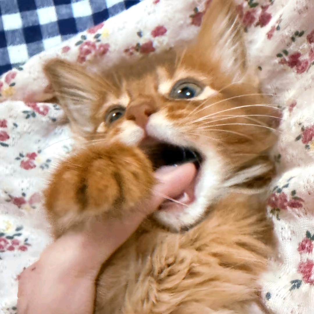 电子蝴蝶储存室