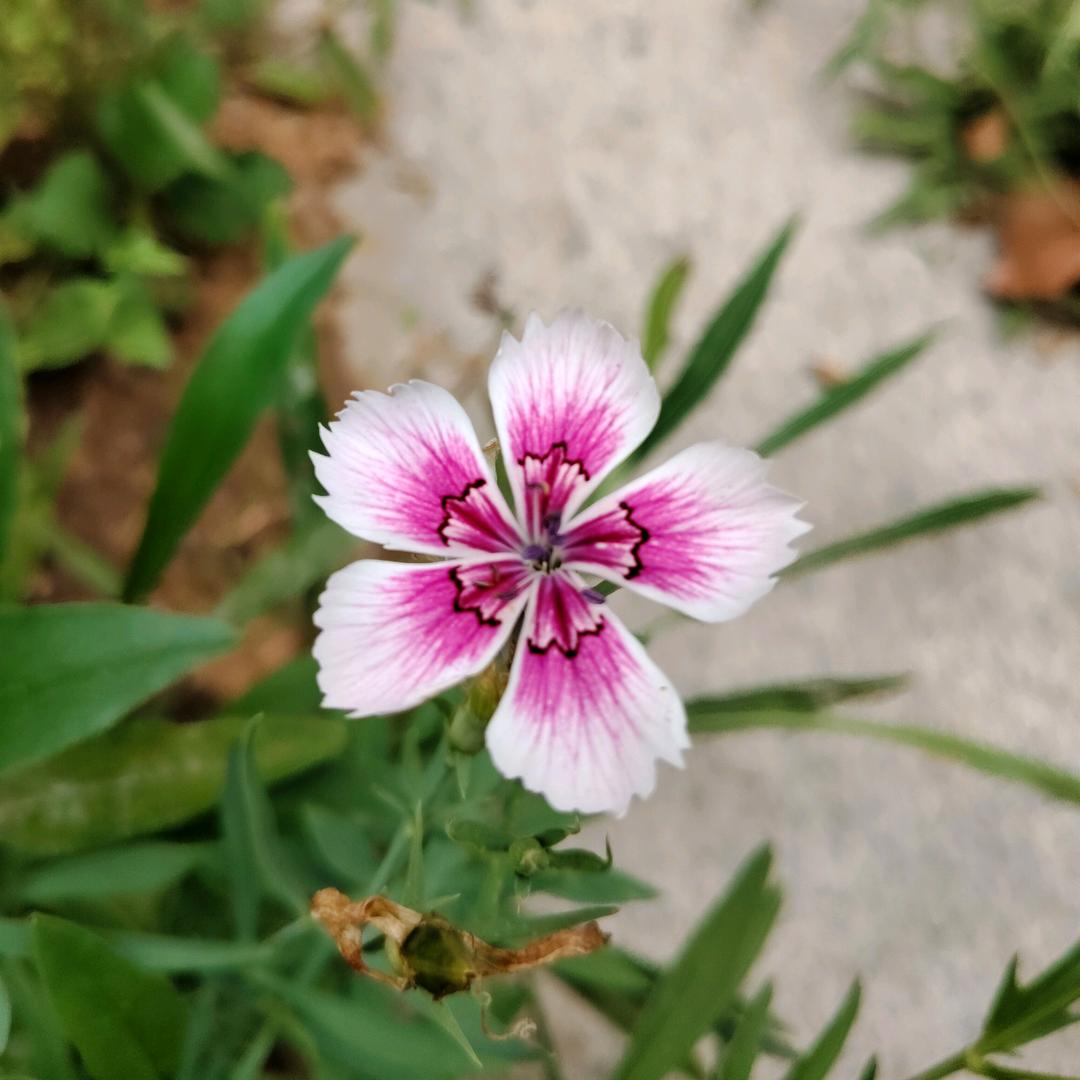 昭昭如愿岁岁安澜