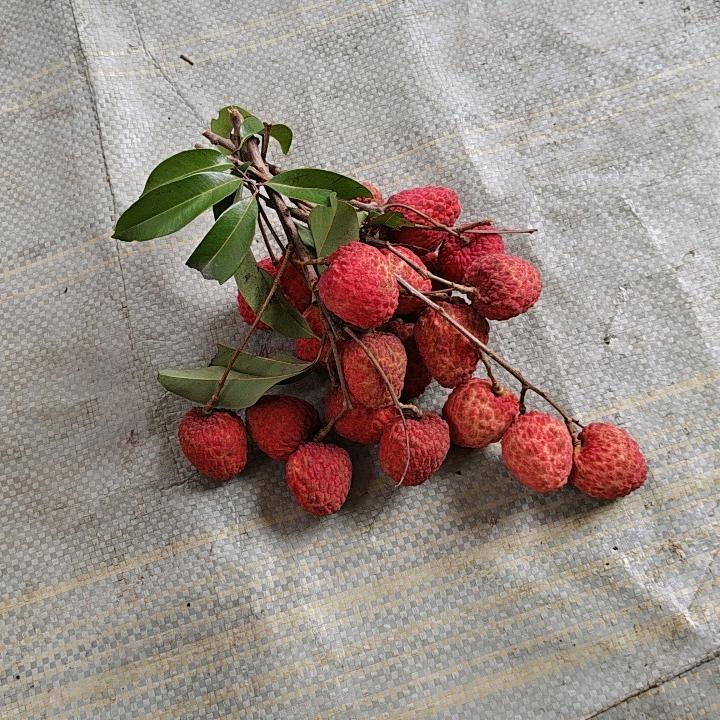 豪哥增城荔枝优品铺