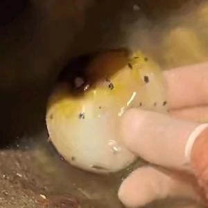 河豚🐡