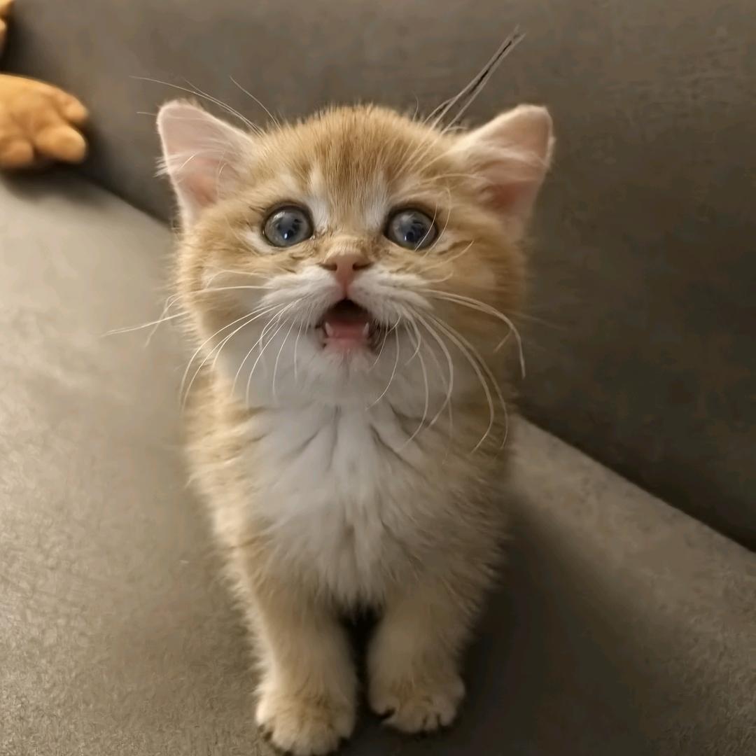 可乐味儿的银花