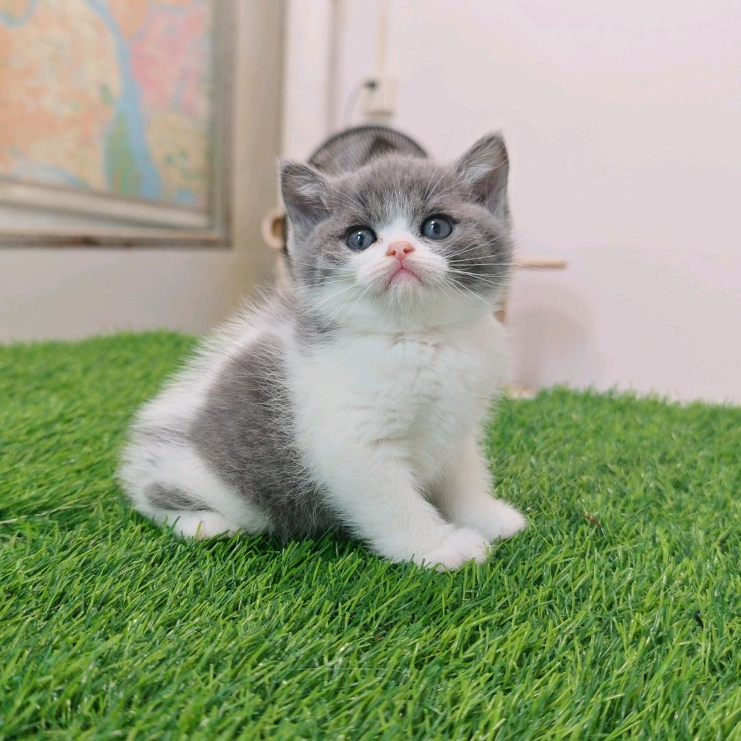 飞鹅宠物托运