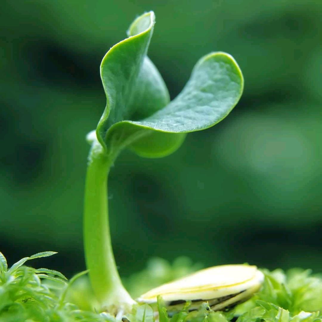 深海鱼的眼泪🌸