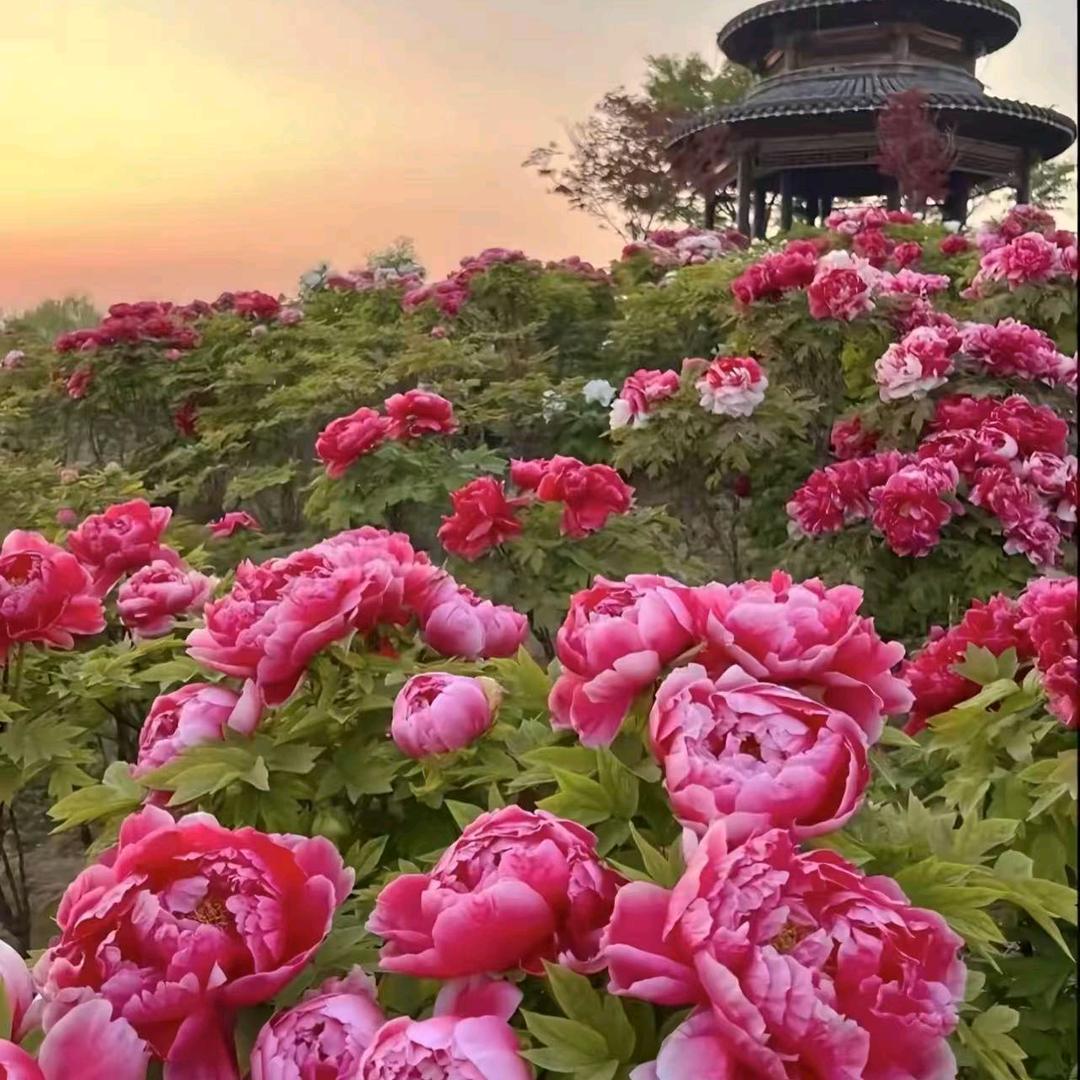 玫瑰🌹花？🌹🌹🌹