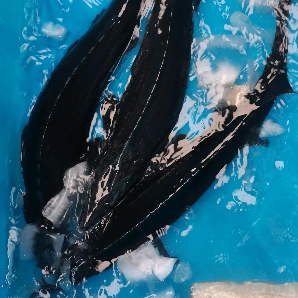 鲟味江湖