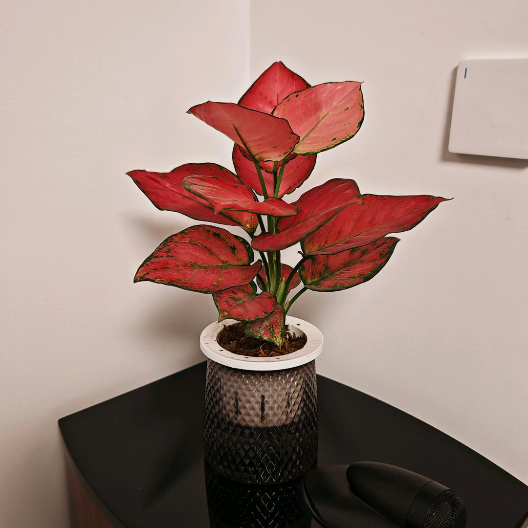 森林里的小矮人