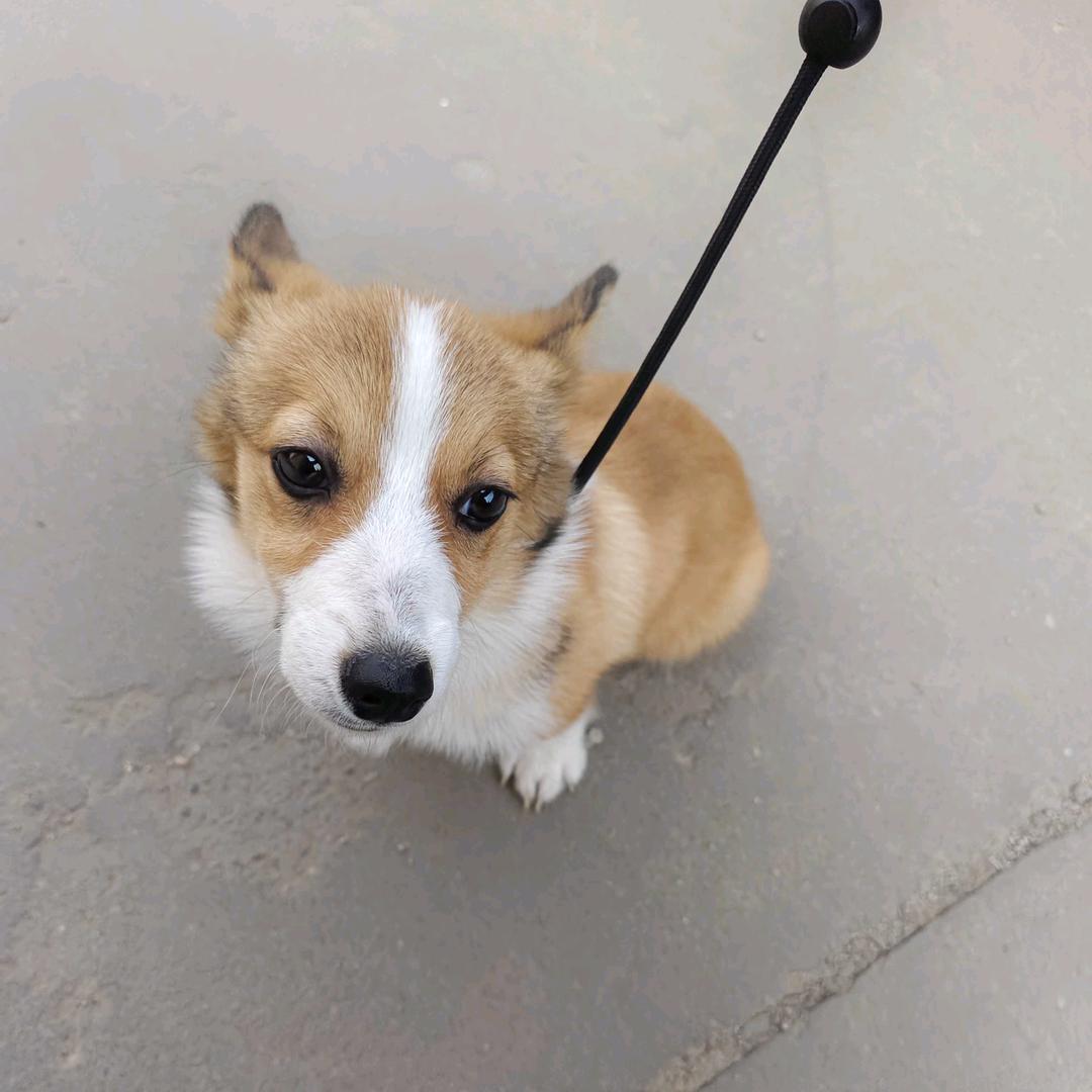 🐕逍遥小子🐕