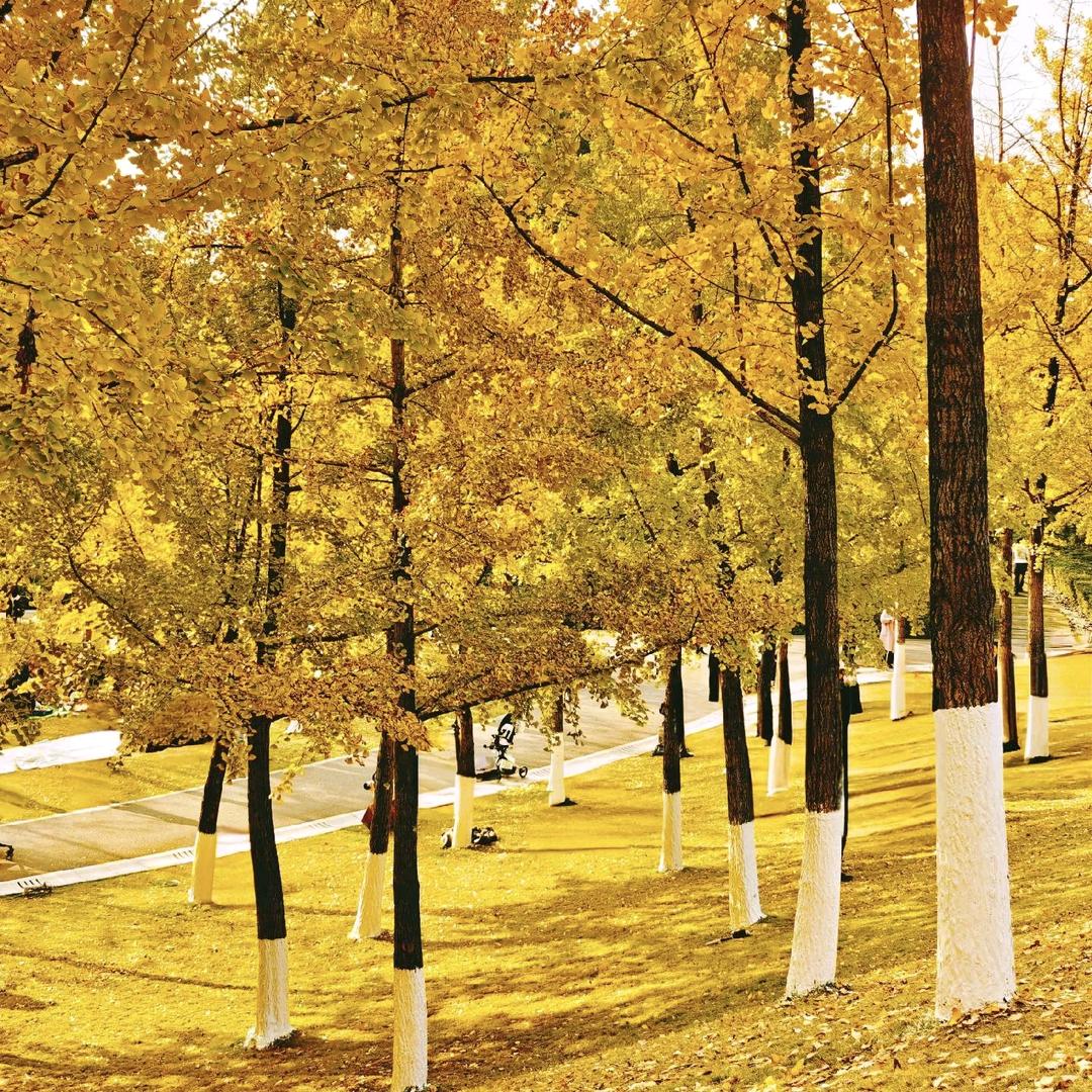 勤劳的小蜜蜂 周周