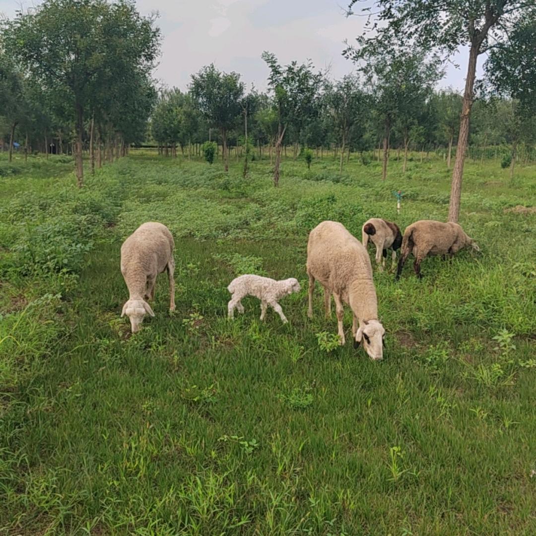 中药渣，哈喽农场