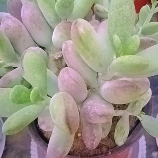 爱上多肉的小白