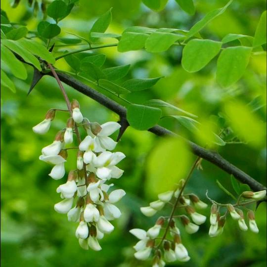 力康农Chinese(金正大)