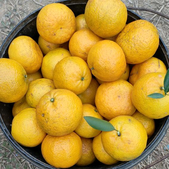 🥭芒果不忙（芹）