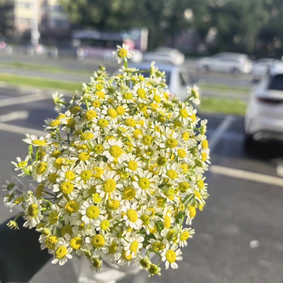 大庆八马茶业温静