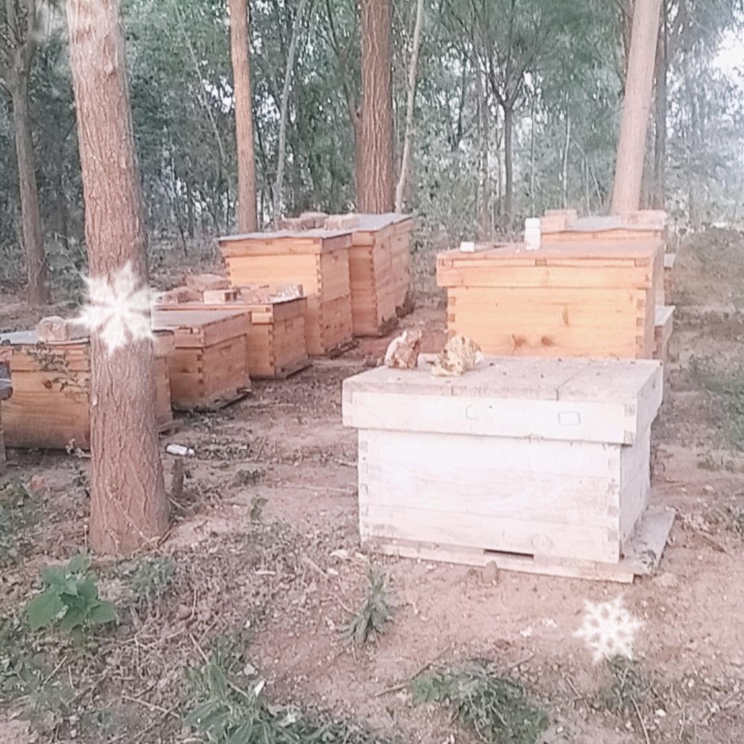 专业养蜂。