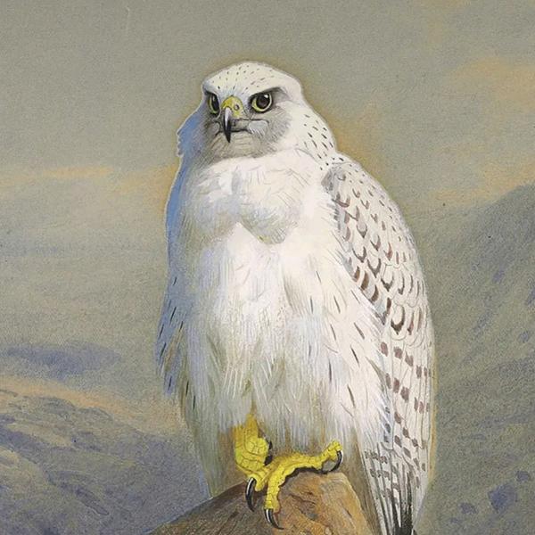 天下之大美中美