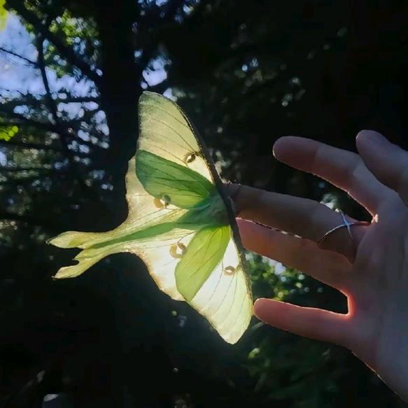 柴大