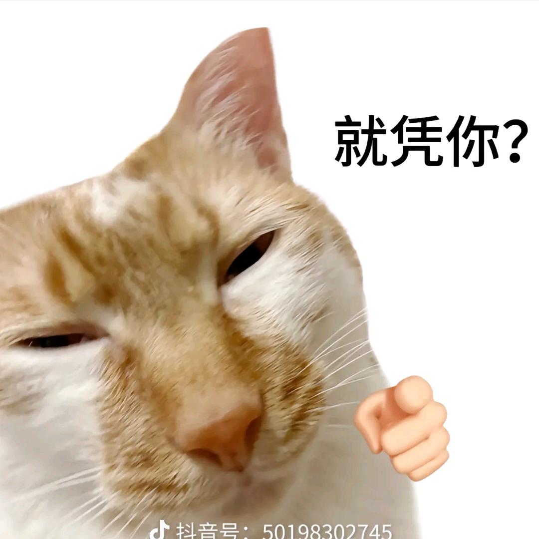 猫🐱