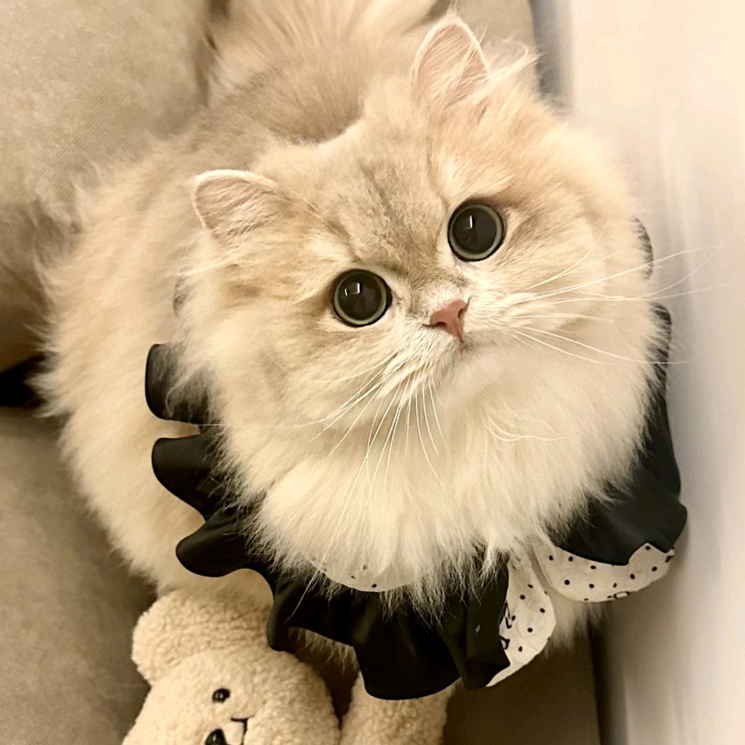 小希养猫