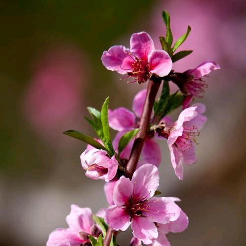 桃花几枝