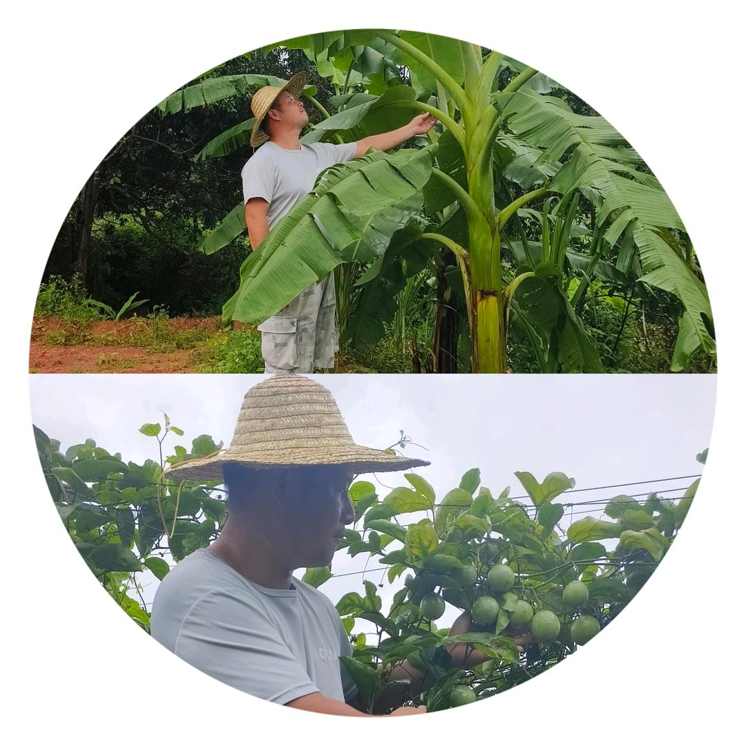 谆梧环悦星果树苗木专卖店