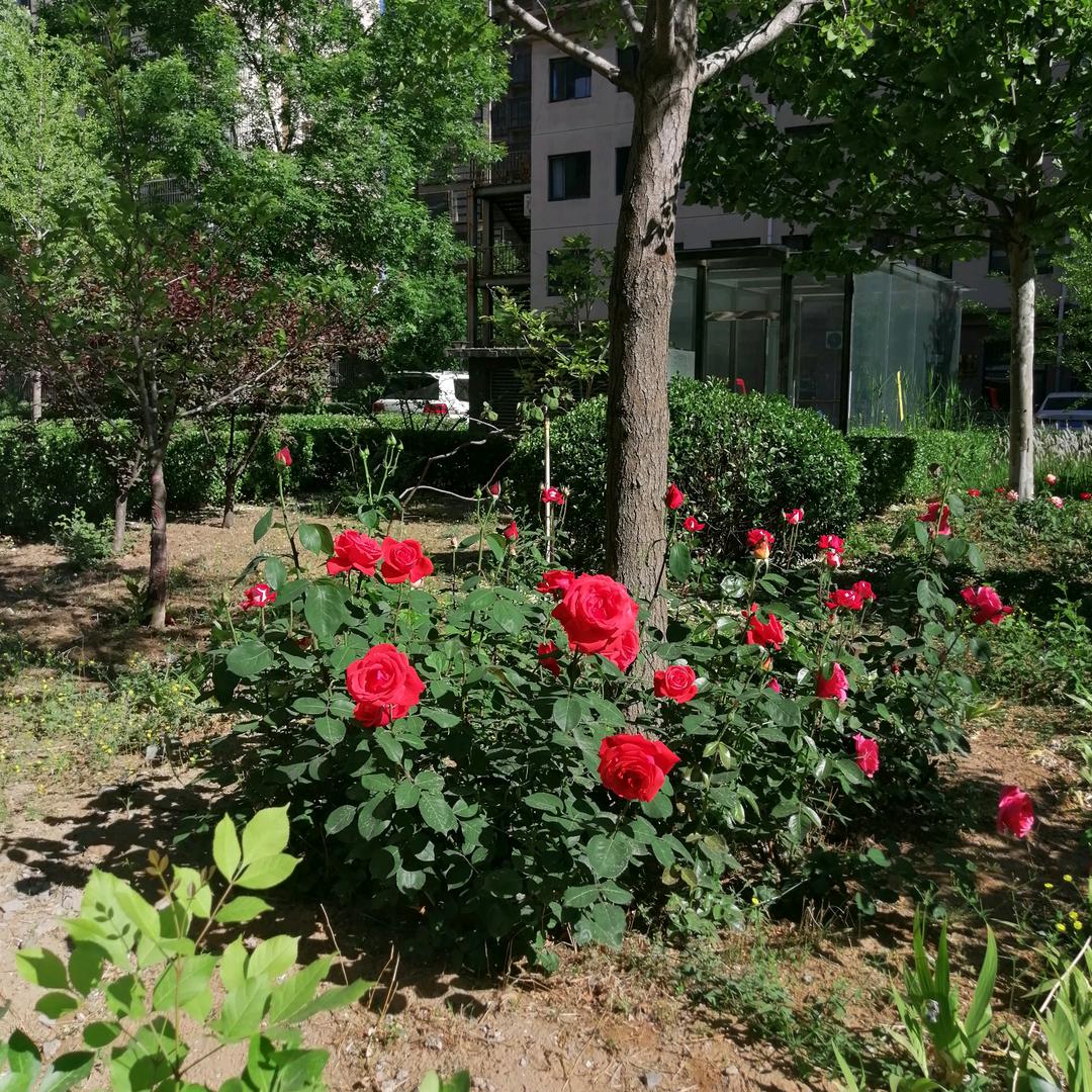越扬妈