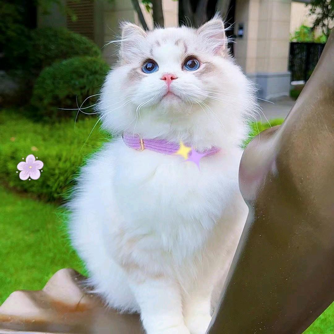 养布偶猫的小姐姐