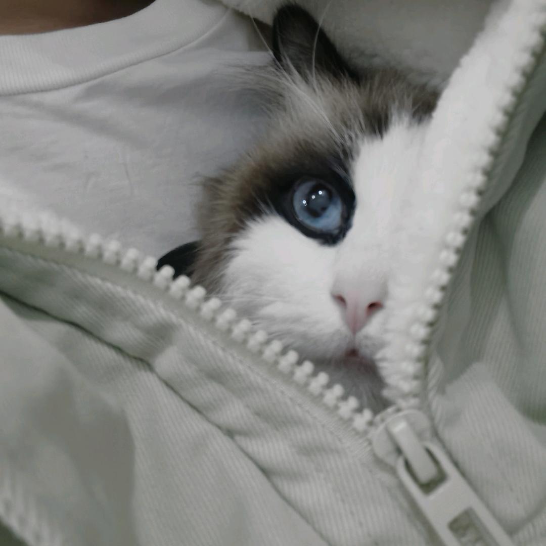 不听话的小猫咪