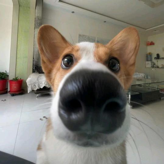 阿氧