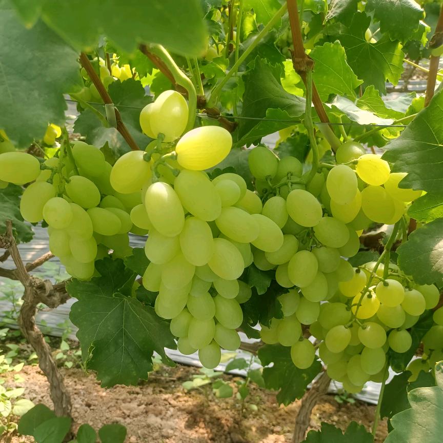 饶阳葡萄代收代办（2）