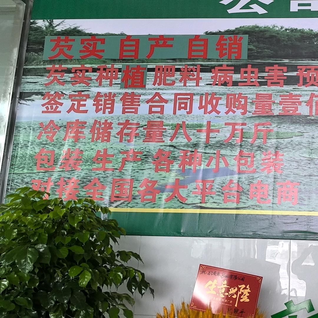 万顷禾芡实