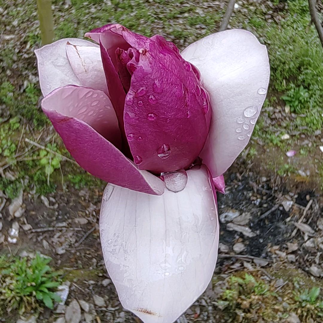 开心就好～85年的🐮🐮168946