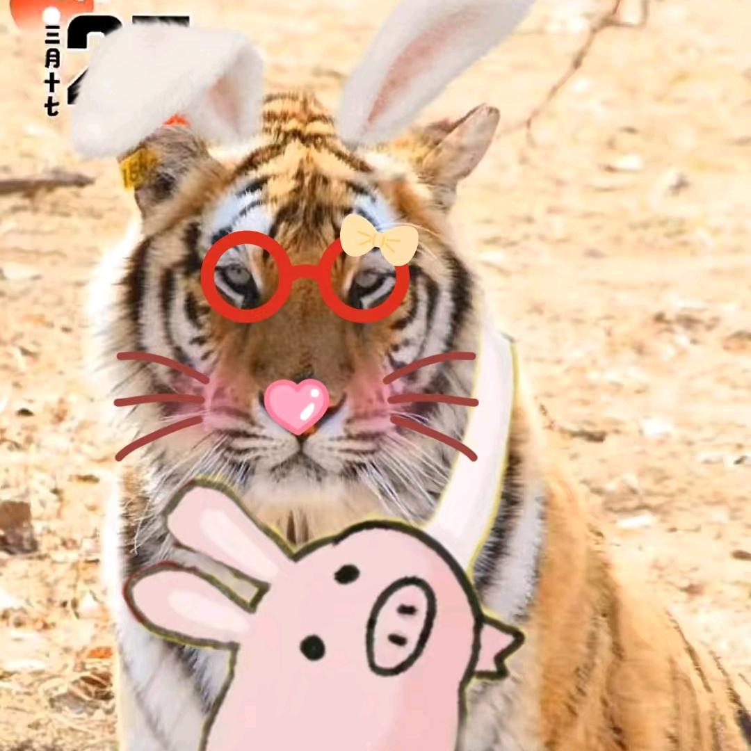小🐖咪