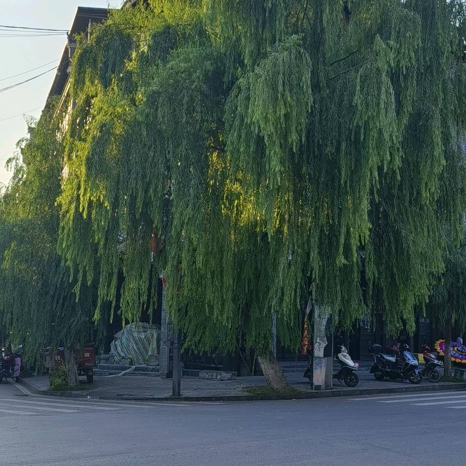 前程似锦
