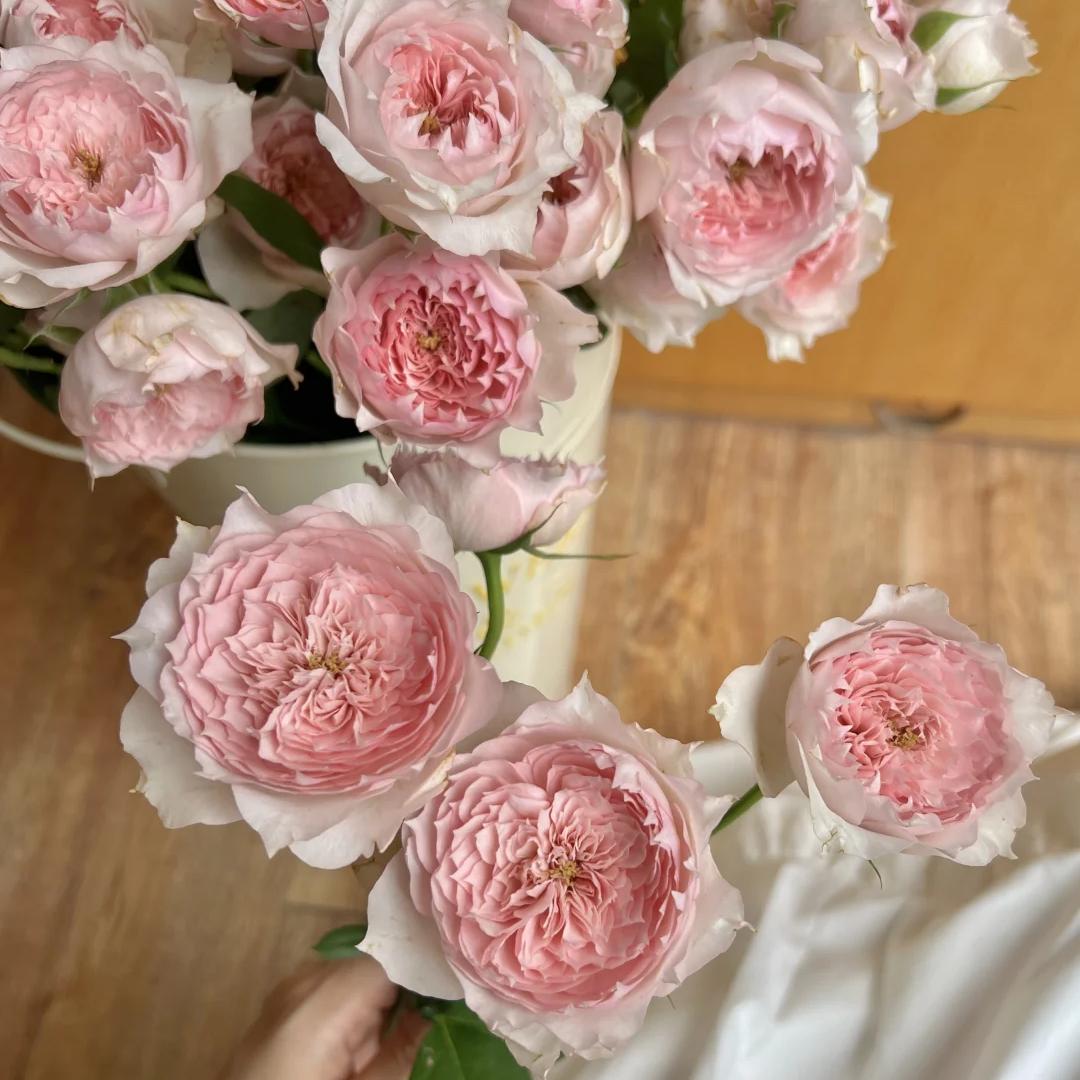 芙薇可可女装