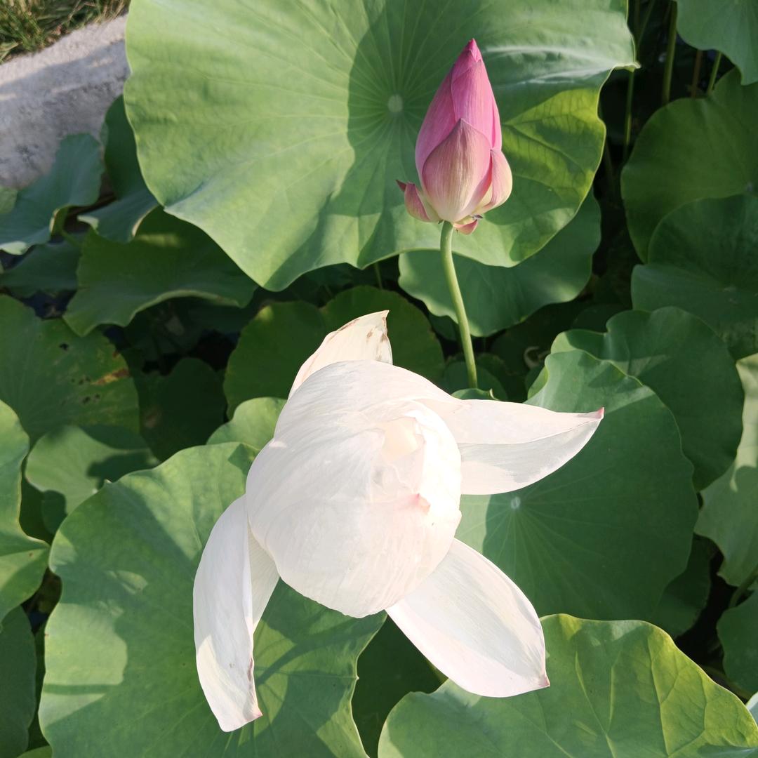 戏曲小玲珑