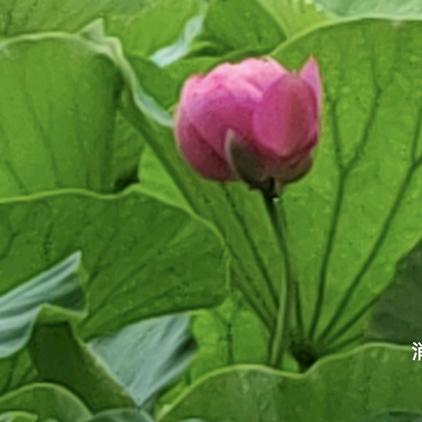 盛开荣莲