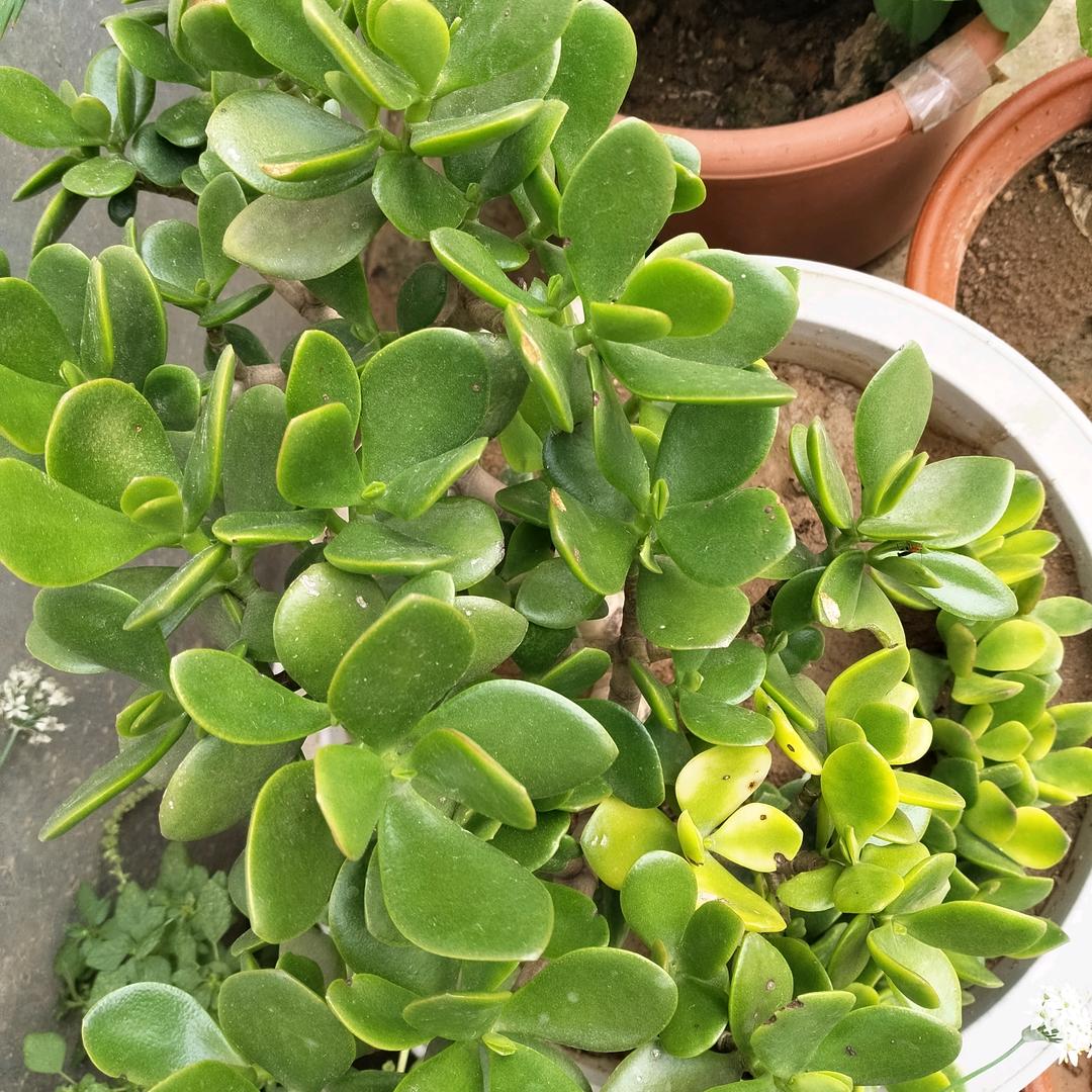 一菲