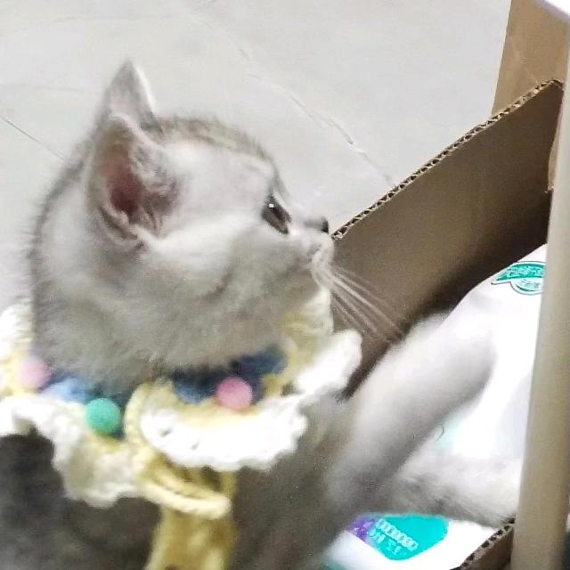 眠羊