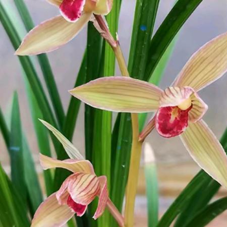 兵♥╭(╯ε╰)╮