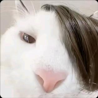 资本家